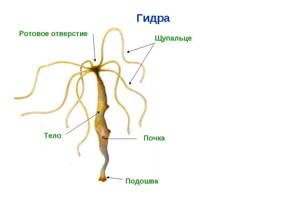 Сайты с наркотой