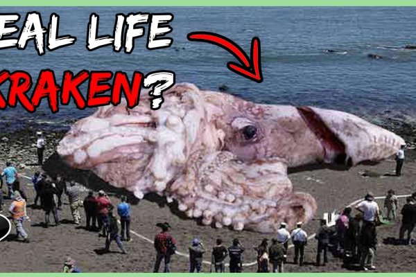 Kraken зеркало тор